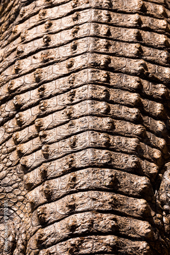 Detailed view on the structured back of a crocodile