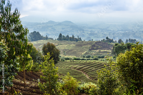 Green farmland fields landscape in Virunga volcano national park, Rwanda photo