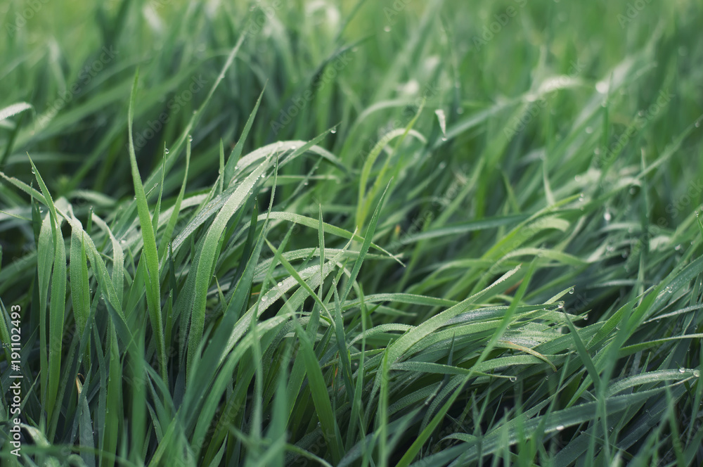 Grass on the field as a background. Agricultural composition in the summer time Grass on the field as a background. Agricultural composition in the summer time