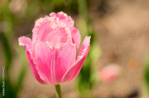Pink tulips in the garden