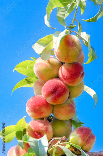 Many Peaches on a branch