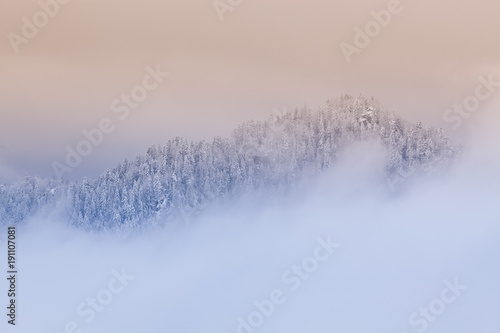 snowy fir trees in fog - winter in the mountains