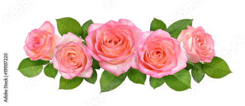 Composition with Pink rose flowers. Isolated on white background