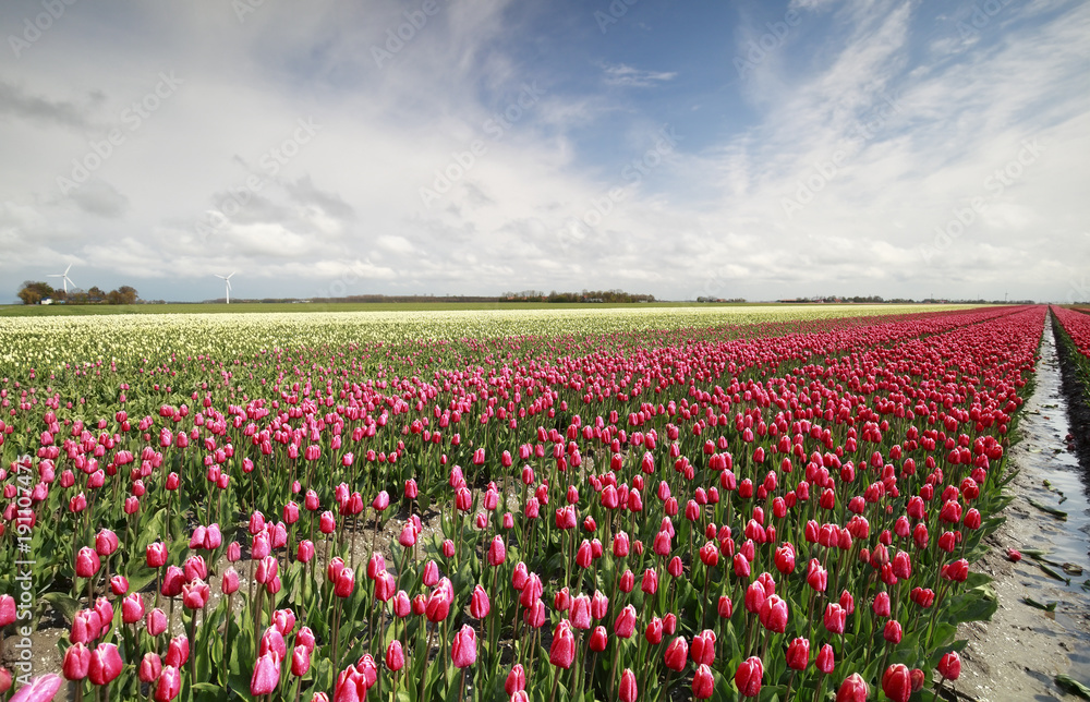 red tulip field and blue sky