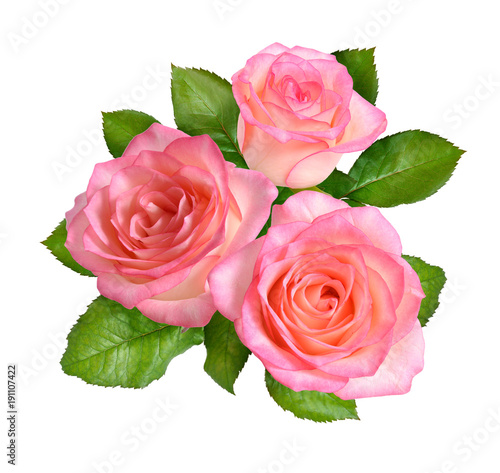 Composition of Pink rose flowers. Isolated on white background