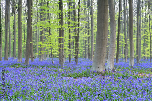 spring forest with many violet flowers