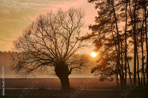 Rural landscape with willow at Sunset in Poland.