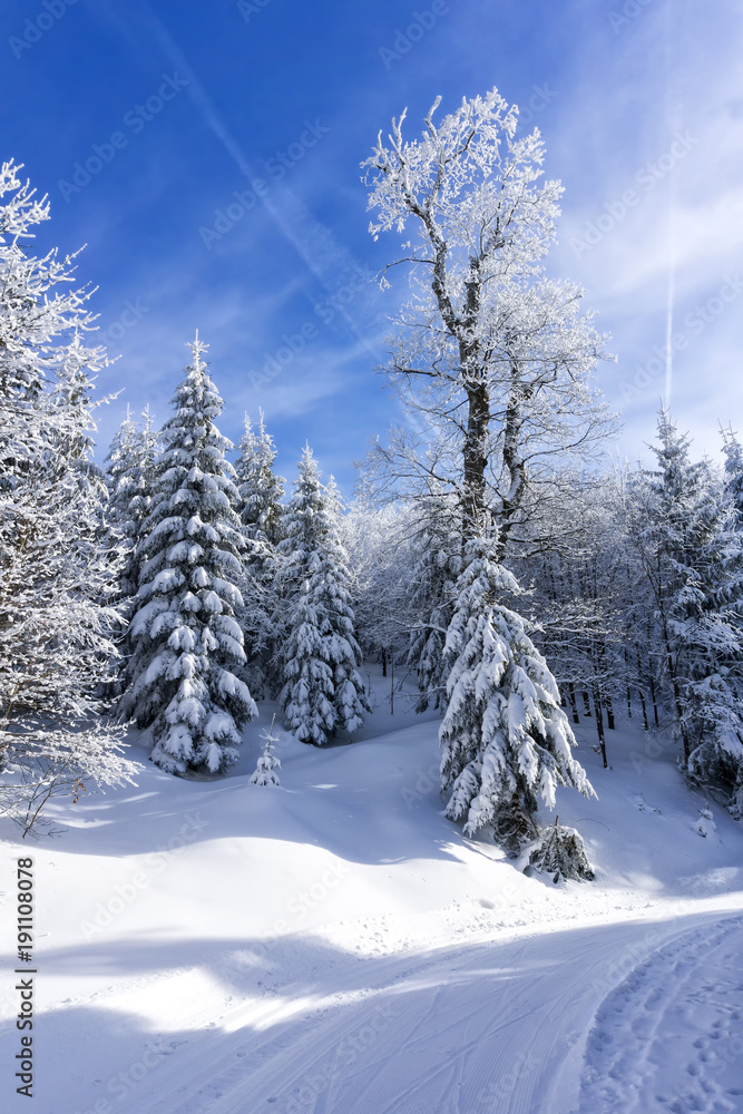 Covered by the snow trees in the mountain forest. Blue sky in the background, sunny winter day. Covered by the snow trees in the mountain forest. Blue sky in the background, sunny winter day.