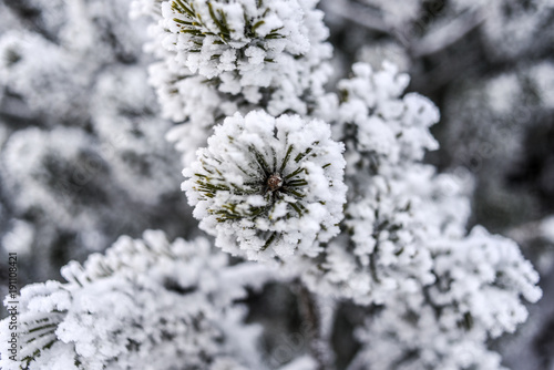 Mountain pine covered with snow, winter in Tatra Moutains, Poland. © Kozioł Kamila