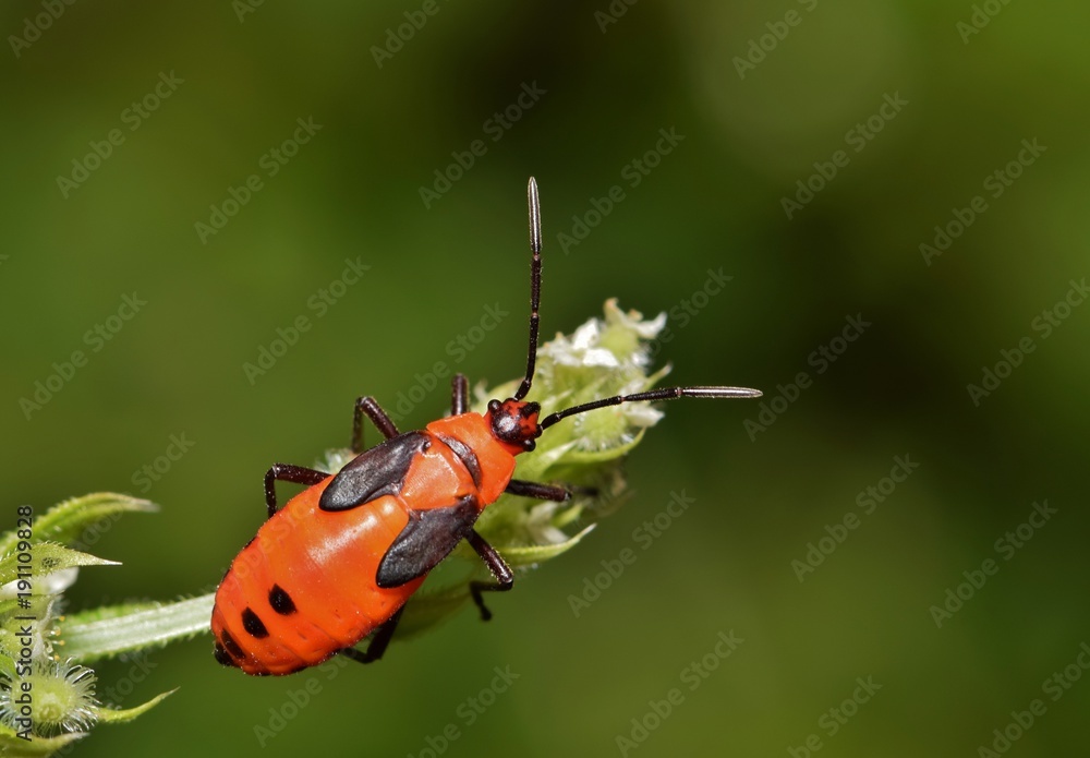 Large Milkweed bug nymph (Oncopeltus fasciatus) insect plant stem nature Springtime pest control. Large Milkweed bug nymph (Oncopeltus fasciatus) insect plant stem nature Springtime pest control.