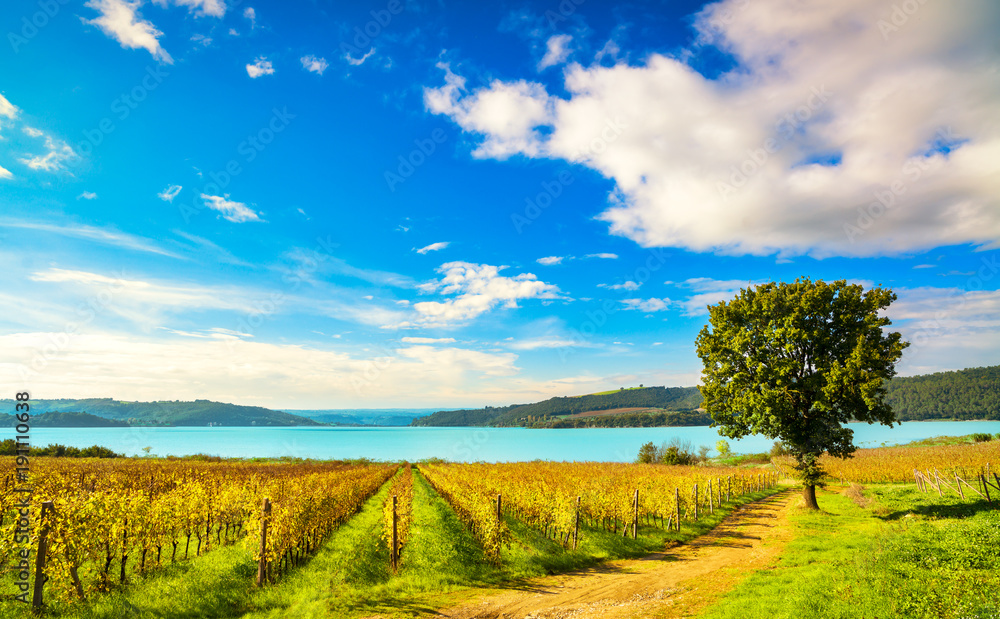 Vineyard and tree on Corbara Lake, Orvieto, Umbria Italy Vineyard and tree on Corbara Lake, Orvieto, Umbria Italy