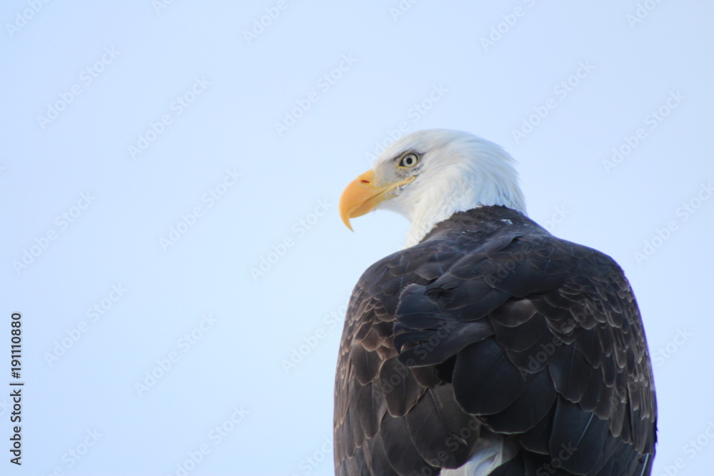 Fototapeta premium Bird's Eye View