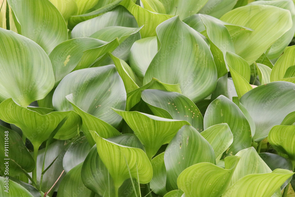 Water hyacinth green leaves texture in nature background Water hyacinth green leaves texture in nature background