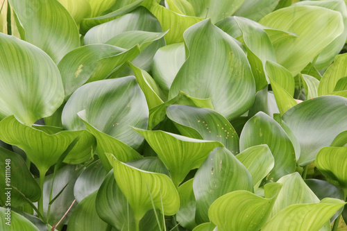 Water hyacinth green leaves texture in nature background