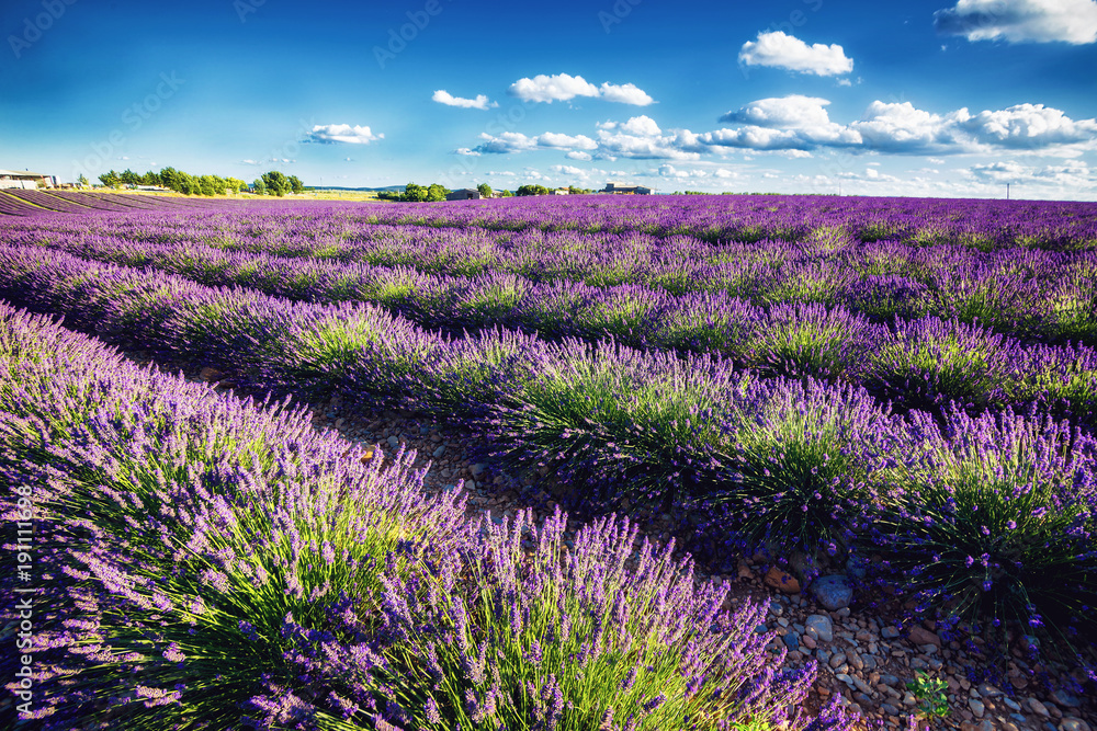 Fototapeta premium Lavender fields