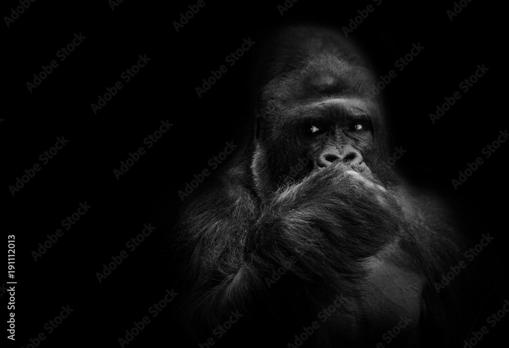 Male gorilla leader.