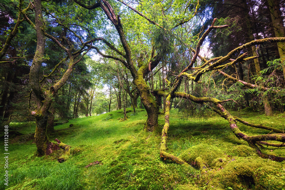 The wet scottish forest The wet scottish forest