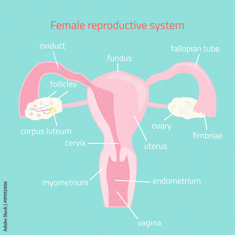 Fototapeta premium Female reproductive system. Vector hand drawn illustration.