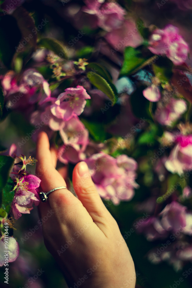 A woman's hand touches a flowering branch with pink flowers close up. Simple spring background. A woman's hand touches a flowering branch with pink flowers close up. Simple spring background.