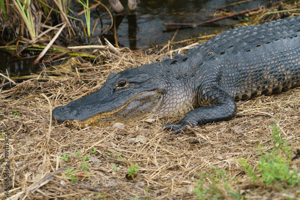 Obraz premium Rich Crimi