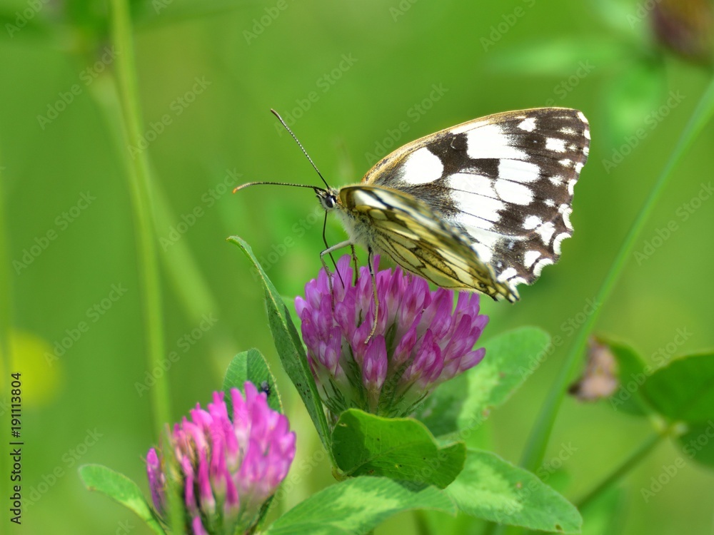 Pontia edusa, the Bath white, feeding on a clover Pontia edusa, the Bath white, feeding on a clover