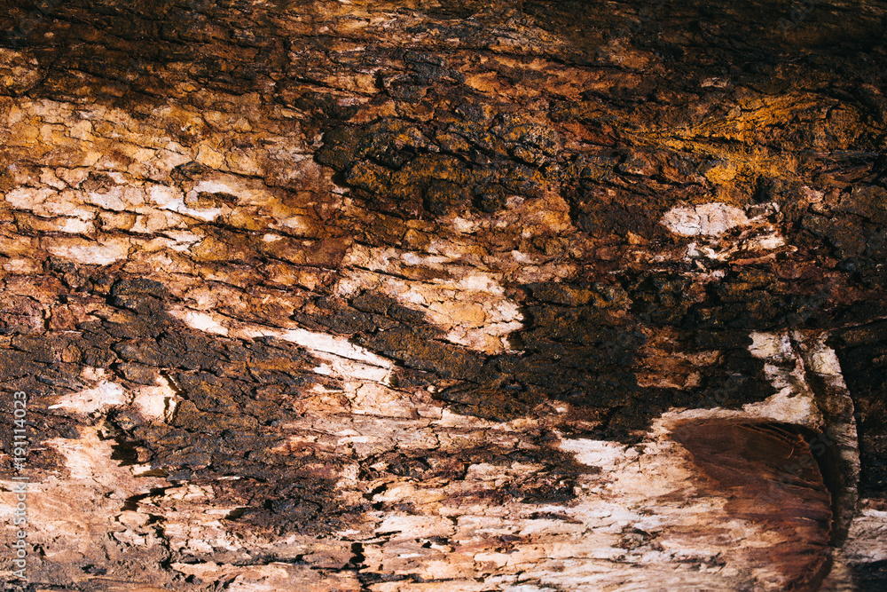 Fototapeta premium Tree texture with the art of mother nature.