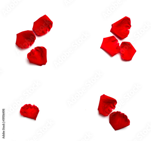 Red rose petals on white