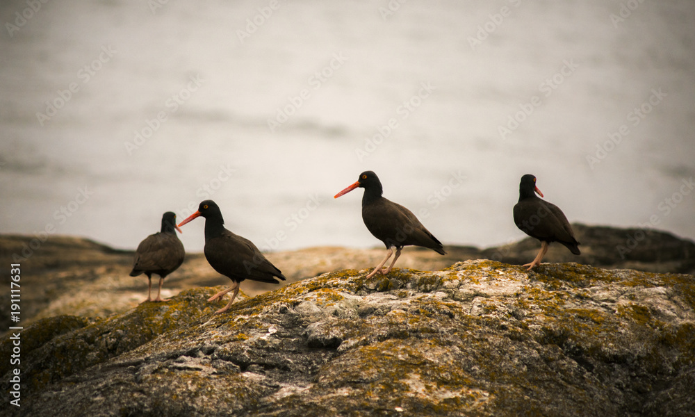 Black birds with red beaks on rock beside beach Black birds with red beaks on rock beside beach