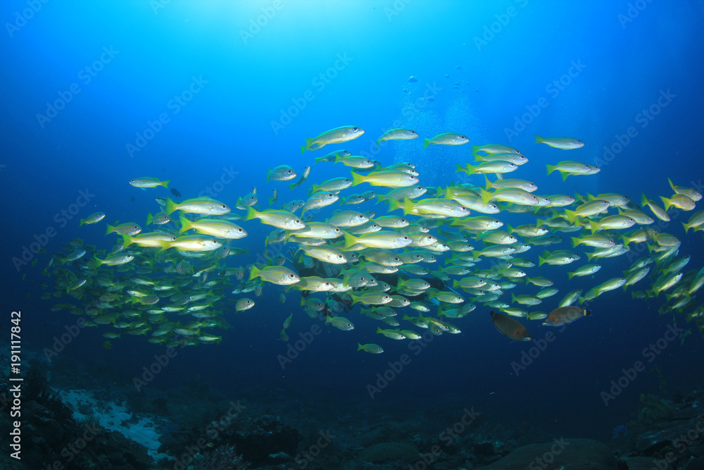 Fototapeta premium Scuba diver explores coral reef with fish 
