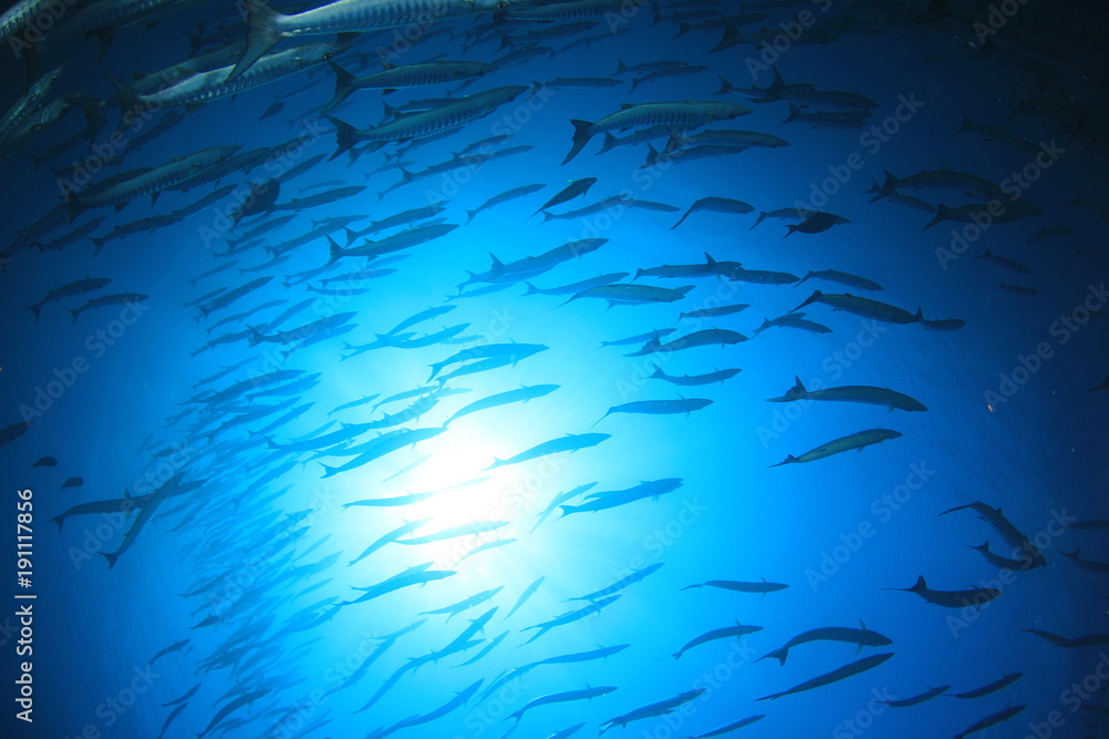 Obraz premium Barracuda fish in ocean