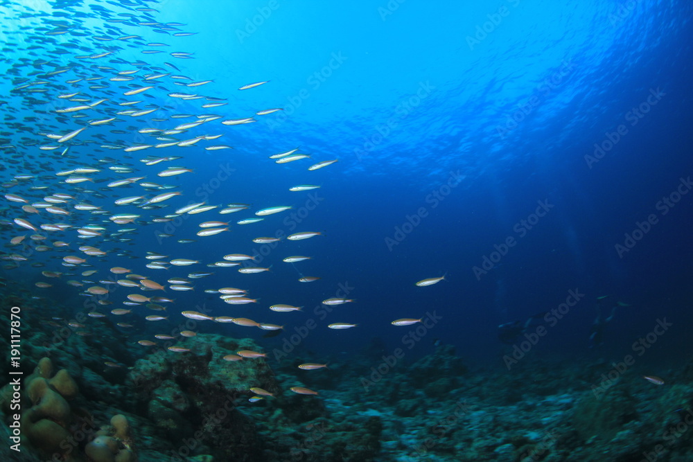 Sardines fish underwater ocean Sardines fish underwater ocean