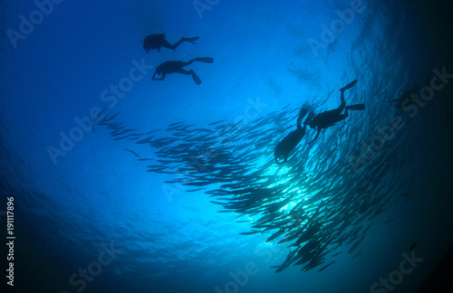 Scuba divers barracuda fish in ocean