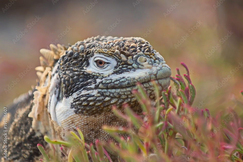 Santa-fe land iguana ( c. pallidus) Stock Photo | Adobe Stock