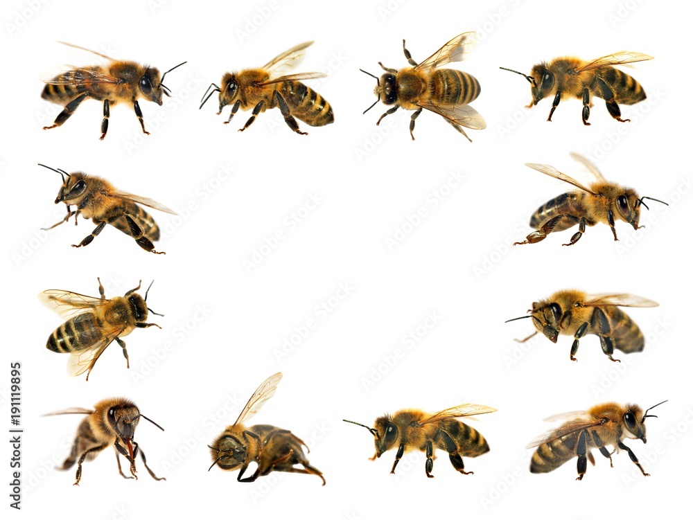 group of bee or honeybee on white background, honey bees group of bee or honeybee on white background, honey bees