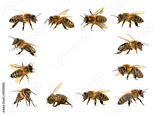 group of bee or honeybee on white background, honey bees © Daniel Prudek