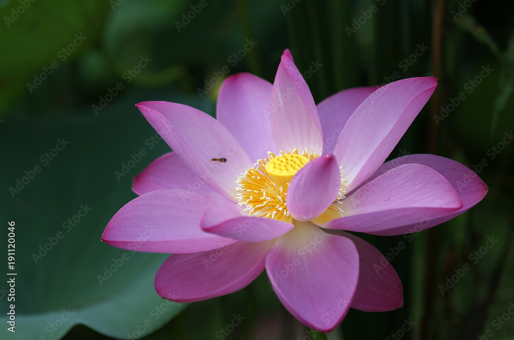 The lotus is in full bloom, in the pond