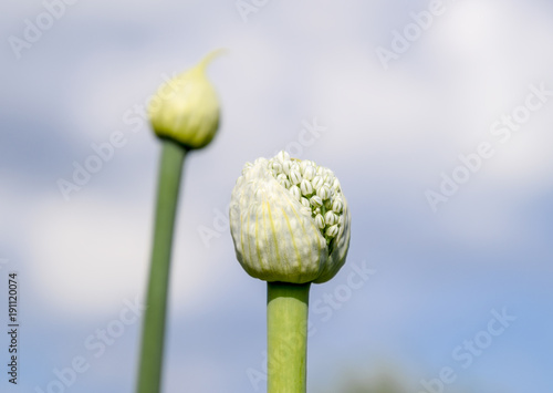 Flowering onions in the garden. Bud of onion.