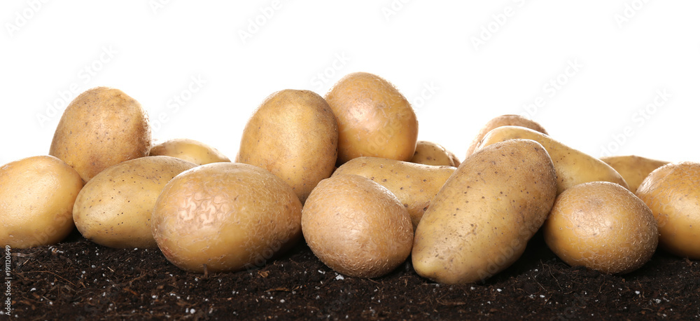 Fresh raw potatoes on soil against white background Fresh raw potatoes on soil against white background