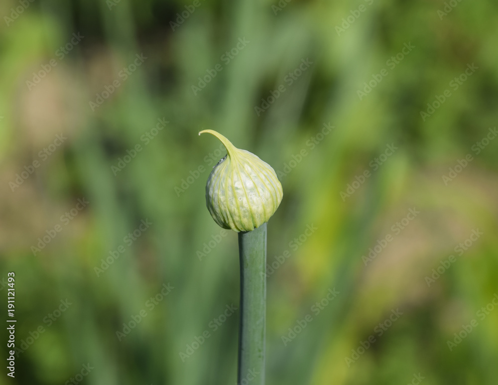 Flowering onions in the garden. Bud of onion. Flowering onions in the garden. Bud of onion.