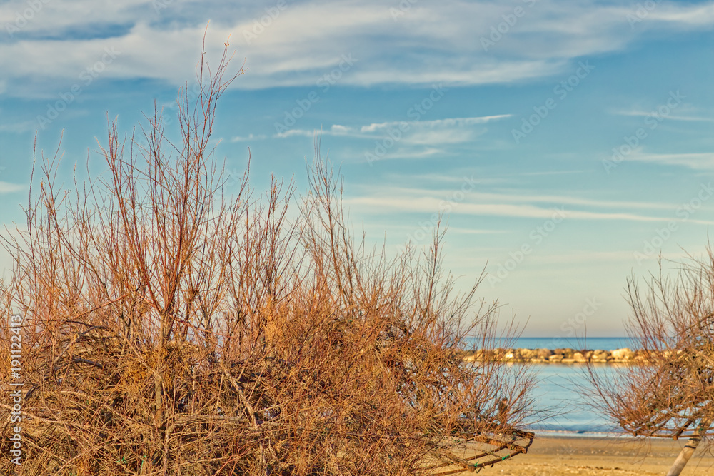 Beach with Tamarisk trees in Italy Beach with Tamarisk trees in Italy