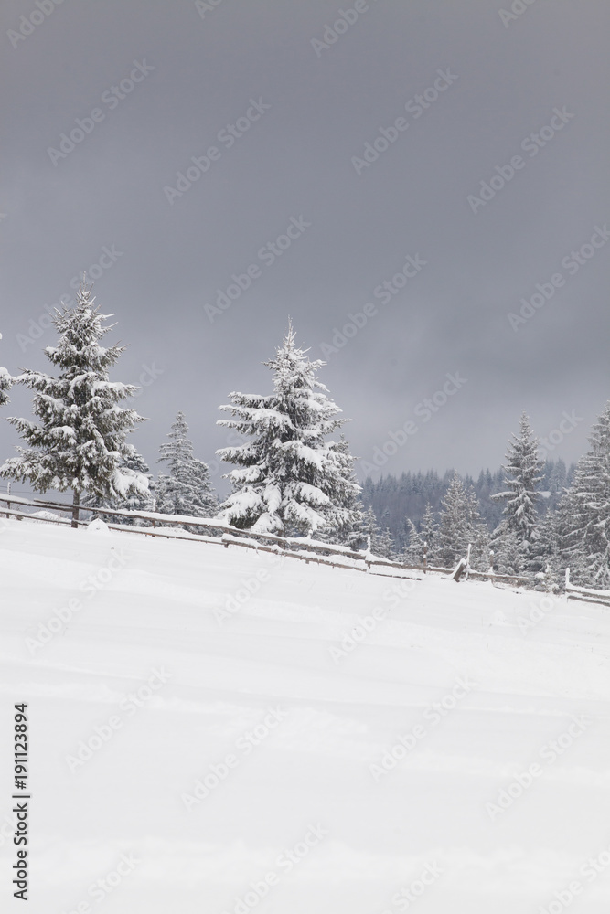 Obraz premium winter in the mountains - snow covered fir trees - Christmas background