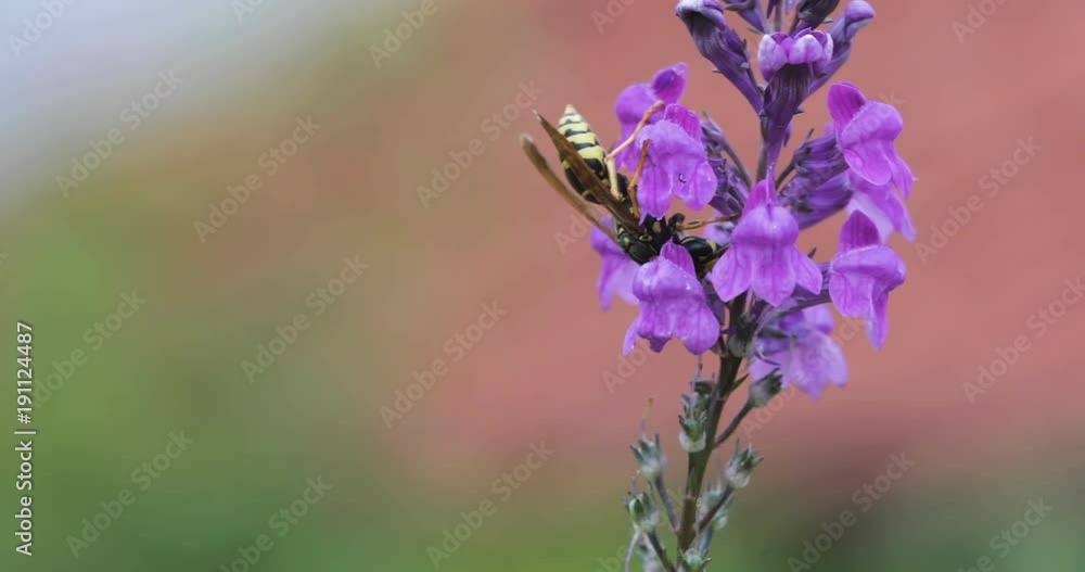 Bee Gathers Pollen From a Purple WildFlower Bee Gathers Pollen From a Purple WildFlower