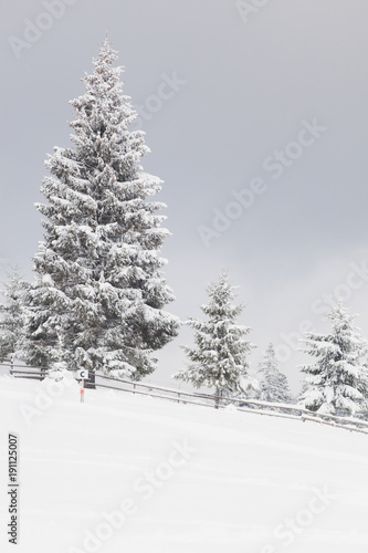 winter in the mountains - snow covered fir trees - Christmas background © Melinda Nagy