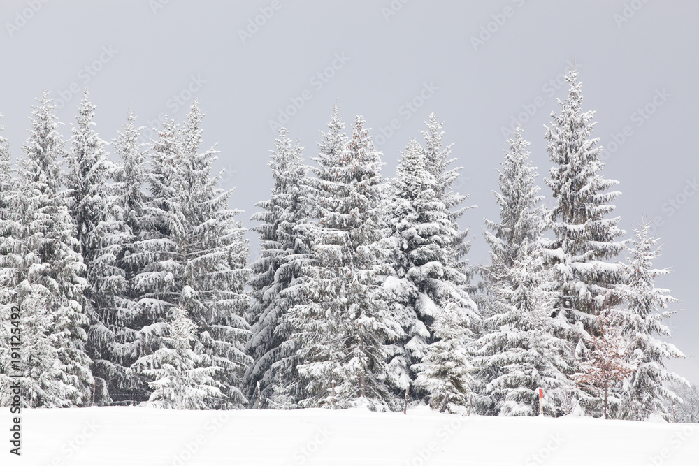 winter in the mountains - snow covered fir trees - Christmas background winter in the mountains - snow covered fir trees - Christmas background
