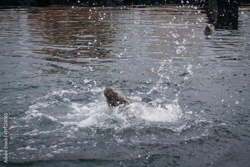 Sea otter frolicking in the water