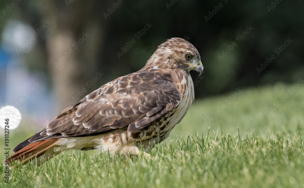 Fototapeta premium Red Tailed Hawk