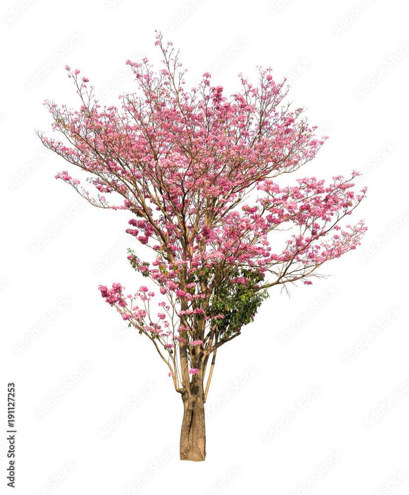 Fototapeta premium Isolated Tabebuia rosea tree with pink flower on white background