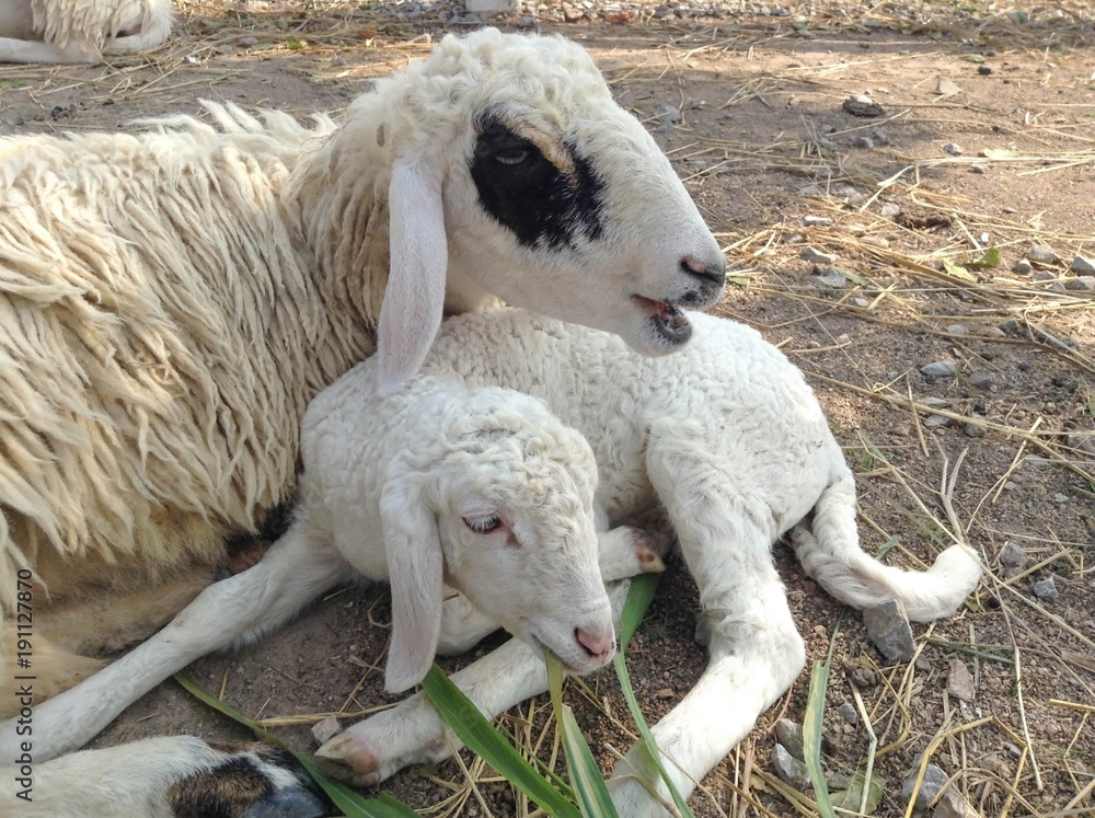Naklejka premium Sleeping sheep, Lamb