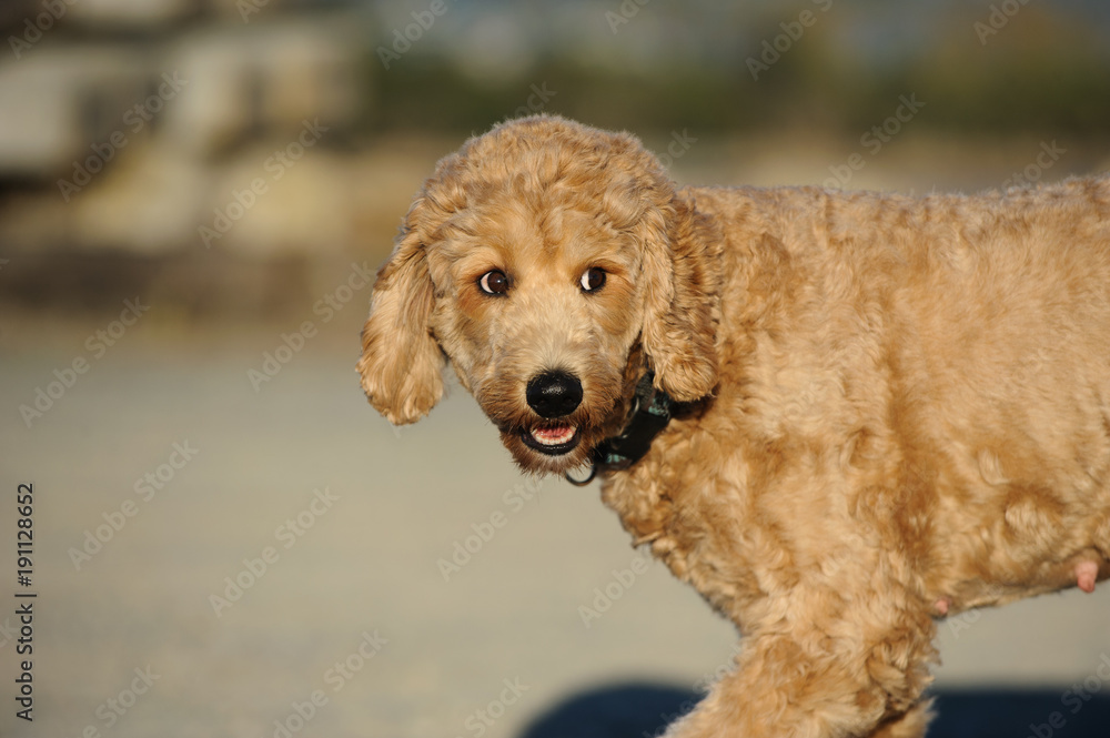 Goldendoodle cross-breed dog outdoor portrait 