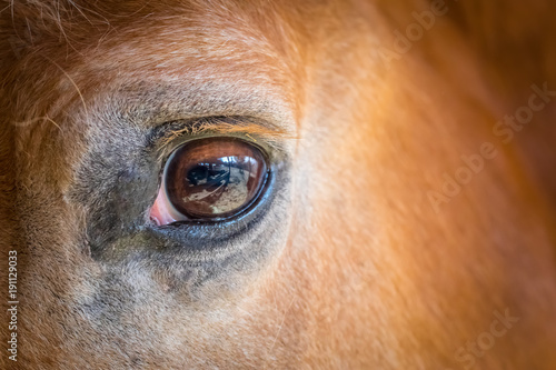 Eye of the Horse